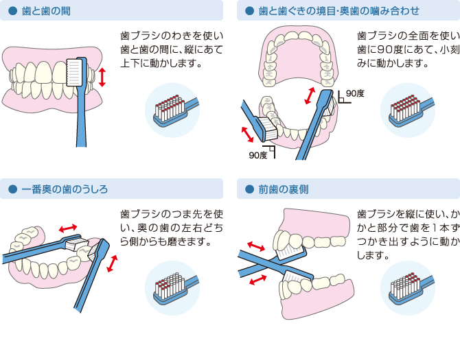 正しい 歯 の 磨き 方 順番
