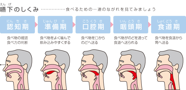 嚥下のしくみ