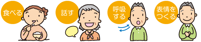 お口には、「食べる」「話す」「呼吸する」という、3つの大きな機能があります。