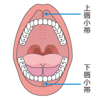 お口の乾燥とだ液の減少